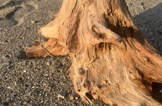 人間的本能の回復